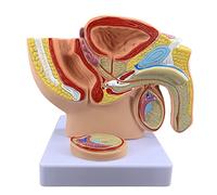 Modèle de système urinaire reproductif du bassin de la prostate masculine - Modèle médical - Système de reproduction urinaire humain des hommes - Anatomie du bassin avec modèle génital