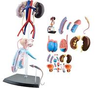 Modèle de système urologique Masculin 25 pièces détachables, Anatomie Humaine 1:2 modèle de Rein de vessie d'urologie ma
