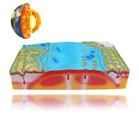 Modèle de tectonique de plaque géologique, outil d'apprentissage de la structure croisée 3D pour démonstration de géographie dans les écoles secondaires junior et senior