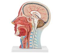 Modèle de tête anatomique, Demi-tête et visage anatomiques humains grandeur nature Modèle d'étude de la section médiane du cou du cerveau pour les écoles, l'enseignement hospitalier
