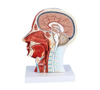 Modèle de tête Anatomique Grandeur Nature, modèle neurovasculaire Superficiel de tête Demi-Humaine avec Musculature et Cerveau pour l'apprentissage de l'enseignement médical