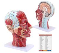 Modèle de tête Anatomique Grandeur Nature, modèle neurovasculaire Superficiel de tête Demi-Humaine avec Musculature et Cerveau pour l'enseignement médical Outil d'affichage d'apprentissage