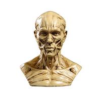 Modèle de tête d'anatomie Resin Modèle de tête de crâne humain Modèles d'anatomie musculaire osseux pour l'école médicale