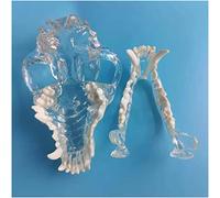 Modèle de tête de crâne d'animal, modèle d'enseignement des Canines de Chien, modèle d'étude, modèle d'os de tête de Chien Transparent, pour l'enseignement des Sciences, modèl