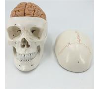 Modèle De Tête De Mort,Modèle D'anatomie Du Cerveau,Avec Marquage Numérique,Modèle D'éducation
