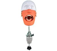 Modèle de tête fantôme dentaire - Simulateur de mannequin dentaire avec support de banc pour dentistes et assistants dentaires, modèle de dents dentaires sûr et inodore