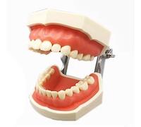Modèle de tête fantôme dentaire, support de banc de modèle de dents, | Système de simulation avec base en acier inoxydable, for l'enseignement de l'hygiène bucco-dentaire des dentistes(C)
