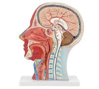 Modèle de Tête Médicale Anatomique, Modèle Anatomique Humain pour Moitié de Tête et Visage, 27 x 20 x 10cm du Cerveau et du Cou avec Structures Musculaires et Vasculaires D'anatomie Interne Très