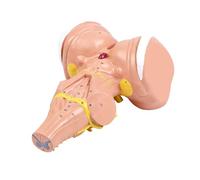 Modèle de tige de cerveau humain pour étudiants et médecins professionnels avec construction en PVC Grossissement x3 pour un apprentissage clair Modèle anatomique