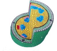 Modèle de tige de dicotylédone - Outil pédagogique d'anatomie des cellules végétales for l'enseignement des sciences et des soins de santé