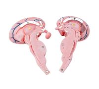 Modèle de tiges de cerveau pour étudiants et professionnels de la santé avec construction en PVC Grossissement 3X pour un apprentissage clair Modèle d ' anatomie des tiges de cerveau
