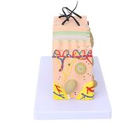 Modèle de tissu cutané agrandi, schéma de modèle de peau anatomique pour étude anatomique pour appareil d'enseignement scolaire pour écrans d'apprentissage