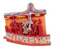 Modèle de tissu placentaire humain, modèle d'enseignement agrandi de tissu placentaire, outils pédagogiques médicaux de tranche de placenta anatomique, for l'affichage de l'éducation