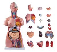 Modèle de torse anatomique humaine avec 23 organes amovibles pour l'éducation médicale et l'apprentissage des étudiants