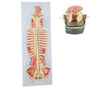 Modèle de torse d'anatomie humaine, modèle anatomique du canal vertébral de la colonne vertébrale humaine de 36 pouces, montrant les structures du cerveau et des nerfs cérébelleux.