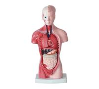 Modèle de torse de cœur humain avec squelette, 28 cm, anatomie avec 15 organes amovibles, puzzle éducatif portable, enseignement médical Humain Amovible des