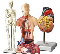 Modèle de torse et squelette cœur humain Kit d'apprentissage modèle 3D for les étudiants en anatomie physiologie