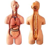 Modèle de torse humain, 19 pièces, cœur 55 cm et organes amovibles, comprend une base présentation for le modèle squelette en S un manuel du produit