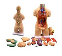 Modèle de torse humain 3D 55 cm 19 pièces modèle d'anatomie d'organe détachable adapté à l'enseignement du squelette des étudiants en classe
