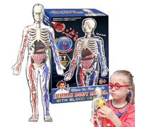 Modèle De Torse Humain 4D, 32x15x6cm Transparent - Jouet Éducatif Squelette D'Anatomie | Modèle Scientifique Lumineux pour Apprendre Les Organes Et Les Os | pour Éducation STEM