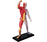 Modèle De Torse Humain 4D Anatomie Du Squelette Humain Et Muscles - Modèle Réaliste De 46 Pièces - 19 Cm - Squelette + Éléments Détachables + Socle