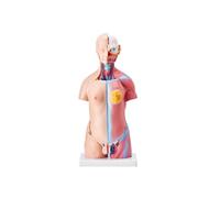 Modèle de Torse Humain Corps Humain Anatomique 45,5 cm avec 23 Parties