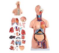 Modèle de Torse Humain de 85 cm, Anatomie du Corps Humain, modèle d'assemblage Anatomique 4D pour ressources Amovibles 21 pièces, modèles médicaux avancés Peints