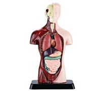 Modèle de torse humain : écran anatomique détaillé, modèle d'anatomie du corps humain | Modèle d'éducation en PVC, 6 organes éducatifs en pièces amovibles Doll, poupée anatomique pour étudiants