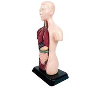 Modèle de torse humain - Mannequin d'anatomie 6 pièces - Modèle d'organe éducatif en PVC - Compact et pratique pour les leçons scolaires, l'étude anatomique et l'apprentissage des sciences