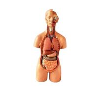Modèle de torse humain, modèle d'anatomie humaine, enseignement l'anatomie des organes détachables, la structure du système