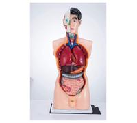Modèle de torse humain, modèle d'assemblage, en PVC, d'enseignement l'anatomie humaine