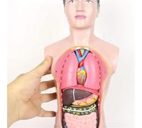Modèle De Torse Masculin 45 Cm - Système Digestif Amovible for L'éducation | Modèle anatomique for l’enseignement de l’anatomie, des soins infirmiers et de la physiologie.