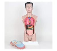 Modèle de torse masculin, modèle système digestif détachable for l'apprentissage du d'enseignement médical