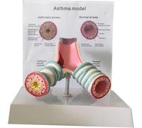 Modèle de trachée humaine - Étude anatomique bronchique for l'asthme et le système respiratoire
