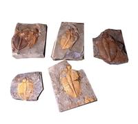 Modèle De Ver De Couronne En Trilobite Naturelle, Fossile, Enseignement Des Sciences, Avec Boîte En Bois, G99c