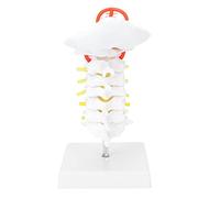 Modèle de vertèbres cervicales avec artère et nerfs spinaux, modèle d’anatomie de la colonne cervicale humaine pour l’enseignement médical, dispositif pédagogique anatomique en PVC