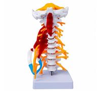 Modèle de vertèbres du cou humain, modèle anatomique humain | Modèle anatomique de nerfs spinaux de la colonne vertébrale des artères des vertèbres cervicales, conception en PVC grandeur