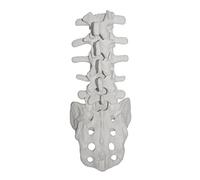 Modèle de vertèbres lombaires humaines avec outil d'enseignement du sacrum, vertèbres lombaires anatomiquement pour étudiant, affichage d'étude, anatomie du squelette lombaire humain avec outil