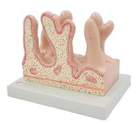 Modèle de villosités intestinales, agrandissement des villosités intestinales, avec base, matériau PVC, texture réaliste, aide pédagogique sur l'anatomie du système digestif, pour salle de classe et h