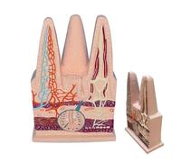 Modèle de villosités l'intestin grêle humain agrandi 600x, modèle structure du système digestif avec tableau d'instructions en anglais, outil pédagogique idéal for les apprenants médecine