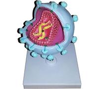 Modèle De Virus du SIDA - Anatomie élargie du Vih Modèle D’enseignement Médical Modèle De Virus Anatomique - Matériau PVC Modèle De Virus Humain Modèle De Démonstration Cytopathique