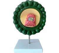Modèle de Virus Modèle Anatomique agrandi du VIH Modèle corporel Modèle de Virus Modèle de démonstration cytopathique Humaine Structure du Virus VIH Anatomie Microbiologie médicale