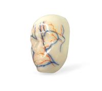 Modèle de visage avec injection, modèles de tête simulant des injections, des charges, des sutures, des mannequins pour cosmétologues et chirurgiens plasticiens pour l'enseignement et la formation en
