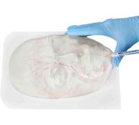 Modèle de visage transparent moulé par injection | Modèle facial injectable, avec vaisseaux sanguins, destiné à la pratique de la microchirurgie