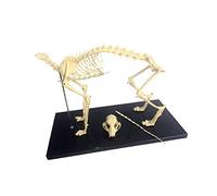 Modèle d'éducation Chien Squelette Anatomique Chien Squelette Spécimen Modèle Anatomie Animale Enseignement Modèle Chien