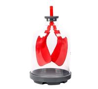 Modèle d'éducation médicale pour le mouvement du diaphragme et l'échange pulmonaire démonstration en salle de classe Modèle pulmonaire de construction solide