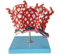 Modèle d'élargissement alvéolaire : Modèles en PVC Humain utilisés en Anatomie Humaine for la Formation médicale