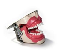 Modèle d'enseignement anatomique de la dent, modèle d'extraction pour l'anesthésie dentaire, modèle d'entraînement à la chirurgie buccale pour l'extraction dentaire, démonstration standard