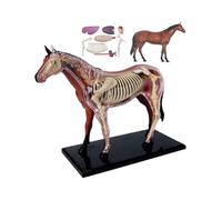 Modèle d'enseignement Biologique de l'anatomie des Organes du Cheval, modèle Animal, Organes visuels détachables et éducation partielle