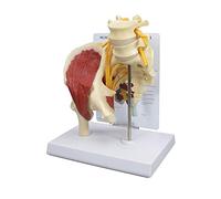 Modèle d'enseignement de démonstration de l'articulation de la moitié de la Hanche Humaine avec Muscles Réplique du Corps Humain de l'articulation de la Hanche musclée Normale avec Nerf scia